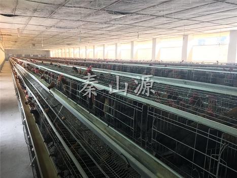 秦山源種雞場種雞展示