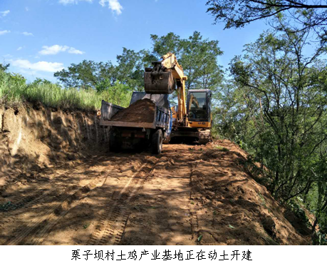 協(xié)會土雞養(yǎng)殖產(chǎn)業(yè)基地正式開建